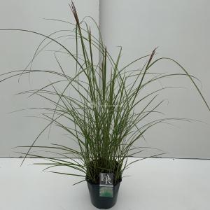 Prachtriet (Miscanthus sinensis "Kleine Silberspinne") siergras