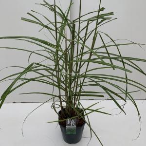 Prachtriet (Miscanthus sinensis "Malepartus") siergras