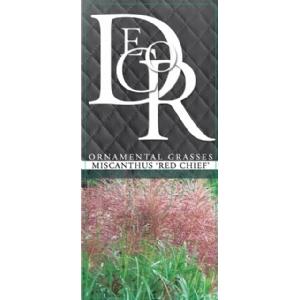 Prachtriet (Miscanthus sinensis "Red Chief") siergras