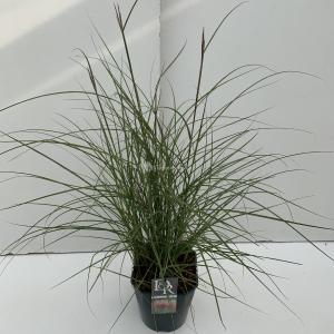 Prachtriet (Miscanthus sinensis "Red Chief") siergras