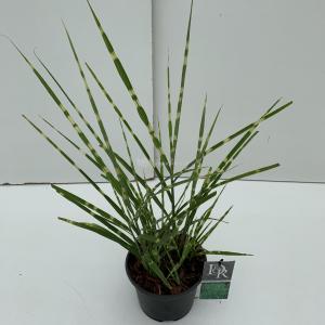 Prachtriet (Miscanthus sinensis "Strictus") siergras