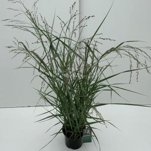 Vingergras (Panicum virgatum "Prairie Sky") siergras