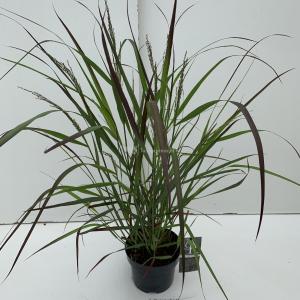 Vingergras (Panicum virgatum "Squaw") siergras