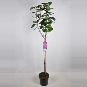 Sering op stam 85 cm (syringa vulgaris "Sensation") 