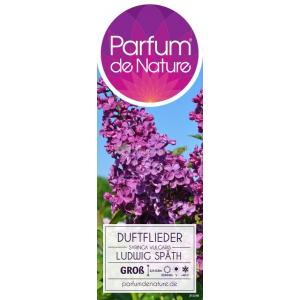 Sering (syringa vulgaris "Ludwig Späth") 