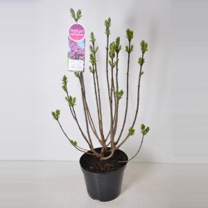 Sering (syringa vulgaris "Ludwig Späth") 