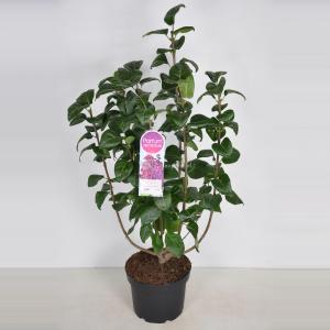 Sering (syringa vulgaris "Znamya Lenina") 