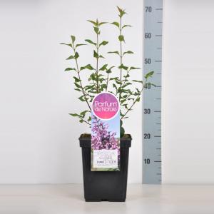 Sering (syringa chinensis "Saugeana")