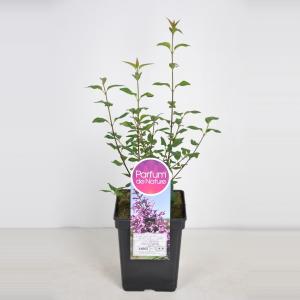 Sering (syringa chinensis "Saugeana")