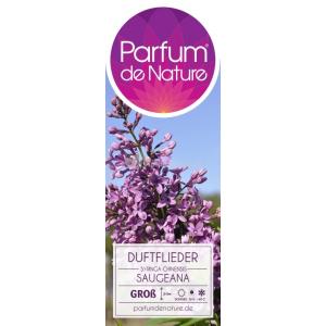 Sering (syringa chinensis "Saugeana")