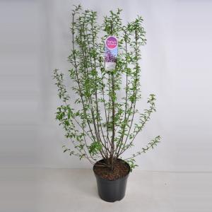 Sering (syringa chinensis "Saugeana")