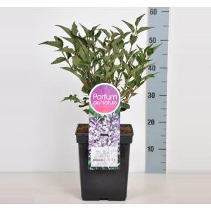 Dwergsering (syringa patula "Miss Kim")