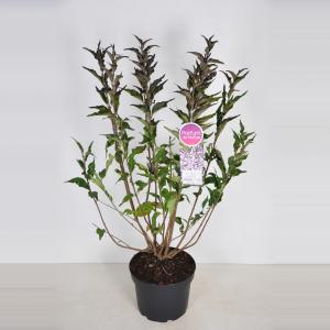 Dwergsering (syringa patula "Miss Kim")
