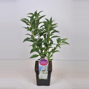 Sering (syringa villosae "Agnes Smith")