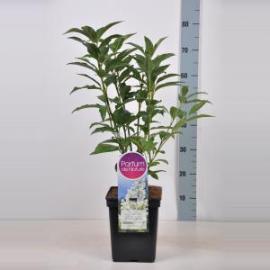 Sering (syringa villosae "Agnes Smith")