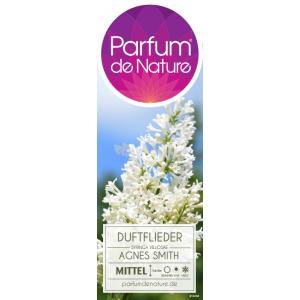 Sering (syringa villosae "Agnes Smith")