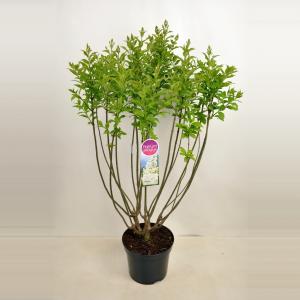 Sering (syringa villosae "Agnes Smith")