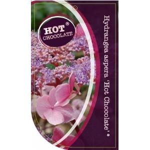 Hydrangea Aspera "Hot Chocolate"® fluweelhortensia