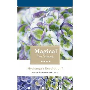 Hydrangea Macrophylla "Magical Revolution Blue"® boerenhortensia