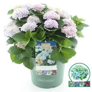 Hydrangea Macrophylla "Magical Revolution Blue"® boerenhortensia