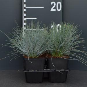 Zwenkgras (Festuca glauca "Elijah Blue") bodembedekker