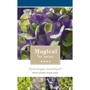 Hydrangea Macrophylla "Magical Amethyst Blauw"® boerenhortensia