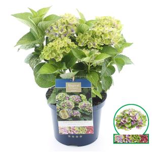 Hydrangea Macrophylla "Magical Amethyst Blauw"® boerenhortensia