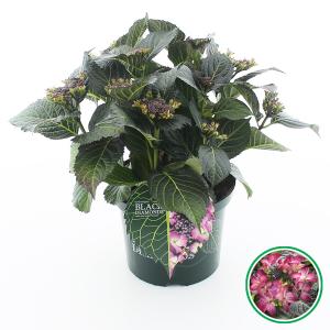 Hydrangea Macrophylla "Black Diamond® Dark Angel Purple"® schermhortensia