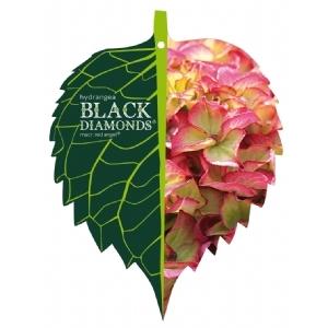 Hydrangea Macrophylla "Black Diamond® Red Angel"® boerenhortensia