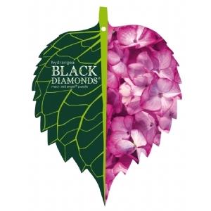 Hydrangea Macrophylla "Black Diamond® Red Angel Purple"® boerenhortensia
