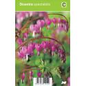 Gebroken hartje (dicentra spectabilis) voorjaarsbloeier