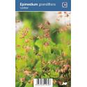 Elfenbloem (epimedium grandiflora "Lilafee") schaduwplant