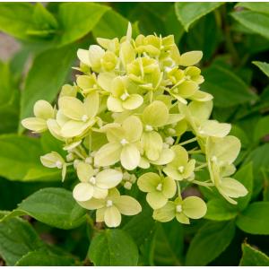 Hydrangea Paniculata "Little Lime"® pluimhortensia