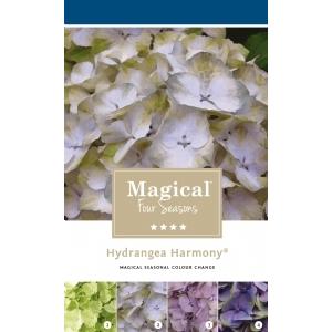 Hydrangea Macrophylla "Magical Harmony Blauw"® boerenhortensia