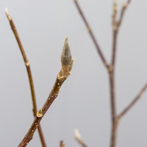 Magnolia struik Betty