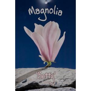 Magnolia struik Betty