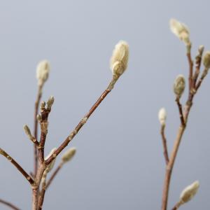 Magnolia struik Loeberni Leonard Messel