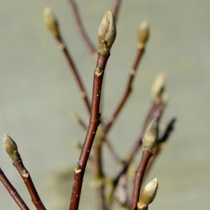 Magnolia struik Loeberni Merrill