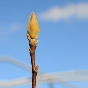 Magnolia struik Soulangeana Rickii