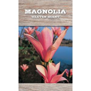 Magnolia struik Heaven Scent