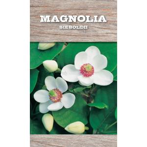 Magnolia struik Sieboldii