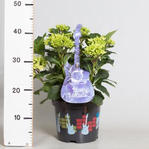 Hydrangea Macrophylla Music Collection "Blue Ballad"® boerenhortensia