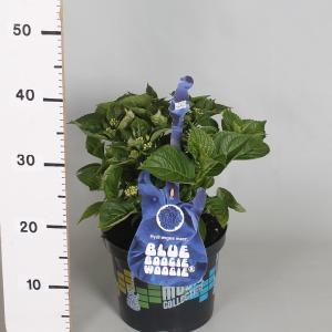 Hydrangea Macrophylla Music Collection "Blue Boogiewoogie"® boerenhortensia