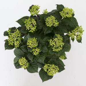 Hydrangea Macrophylla Music Collection "Pink Pop"® boerenhortensia