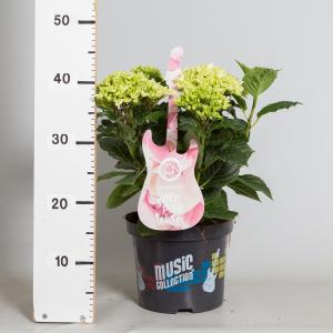 Hydrangea Macrophylla Music Collection "Soft Pink Salsa"® boerenhortensia