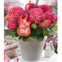 Hydrangea Macrophylla Music Collection "Red Reggae"® boerenhortensia