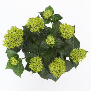 Hydrangea Macrophylla Music Collection "Red Reggae"® boerenhortensia