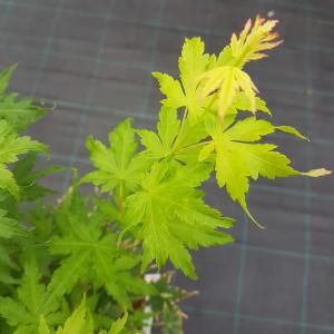 Japanse esdoorn (Acer palmatum "Going Green") heester