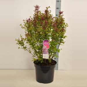 Dwergsering (syringa "Sugar Plum Fairy"®)