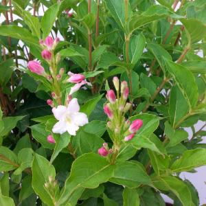 Weigela Florida struik Pink Princess